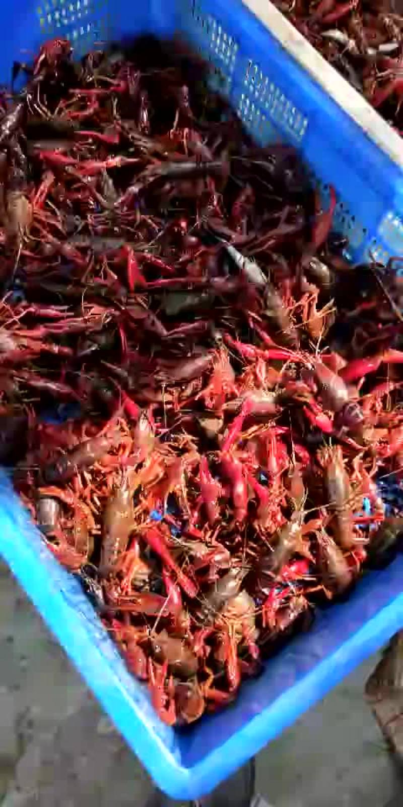 种虾