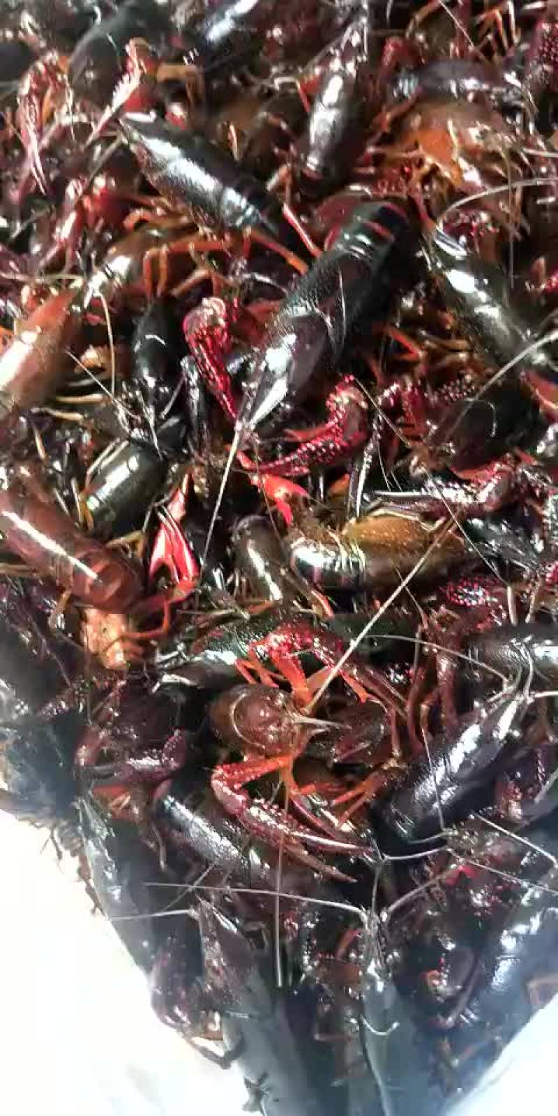 种虾