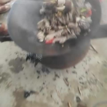 中华鲟