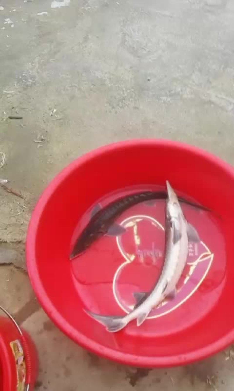 中华鲟