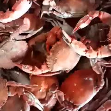 螃蟹食用雌蟹