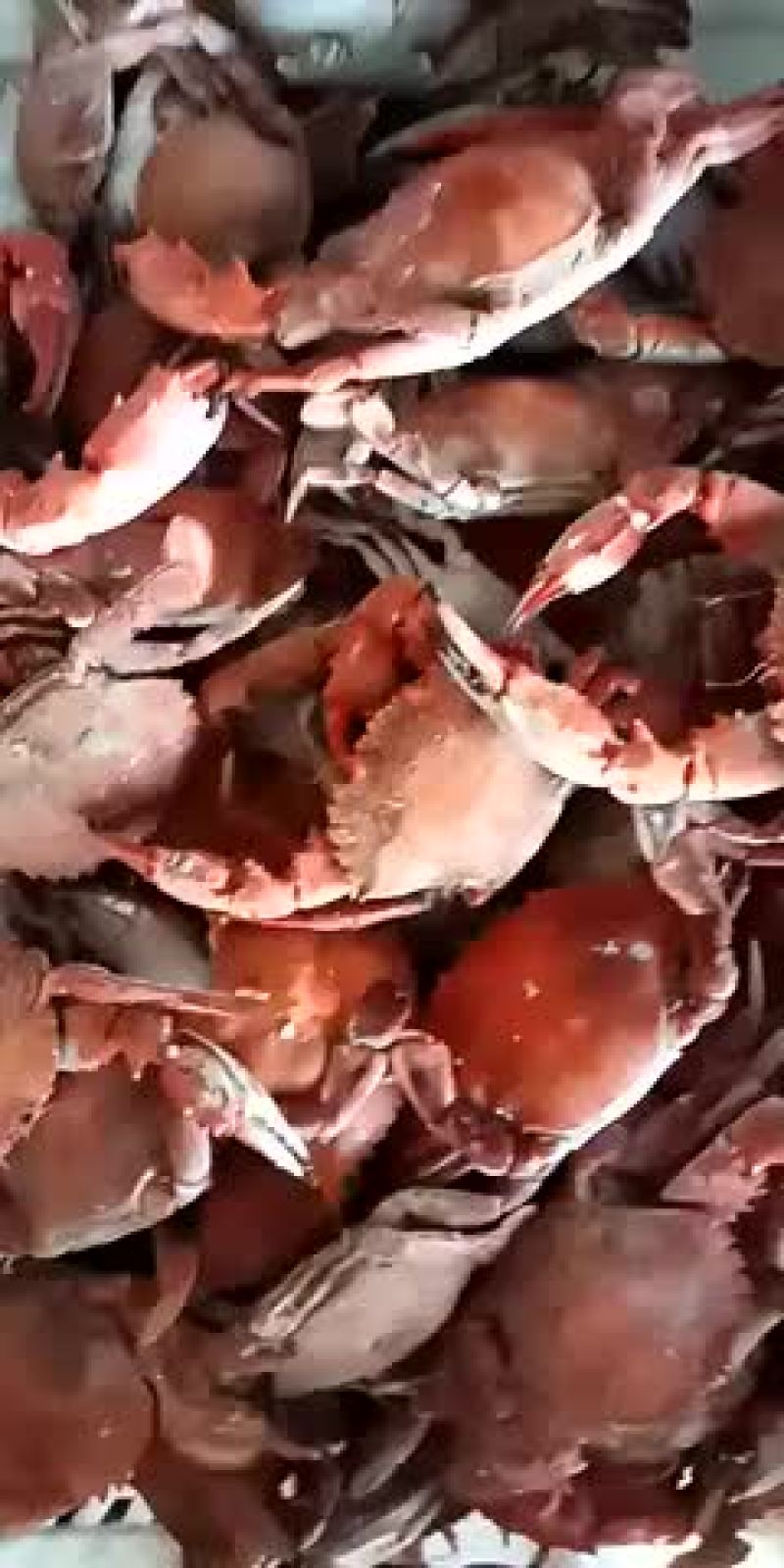 螃蟹食用雌蟹