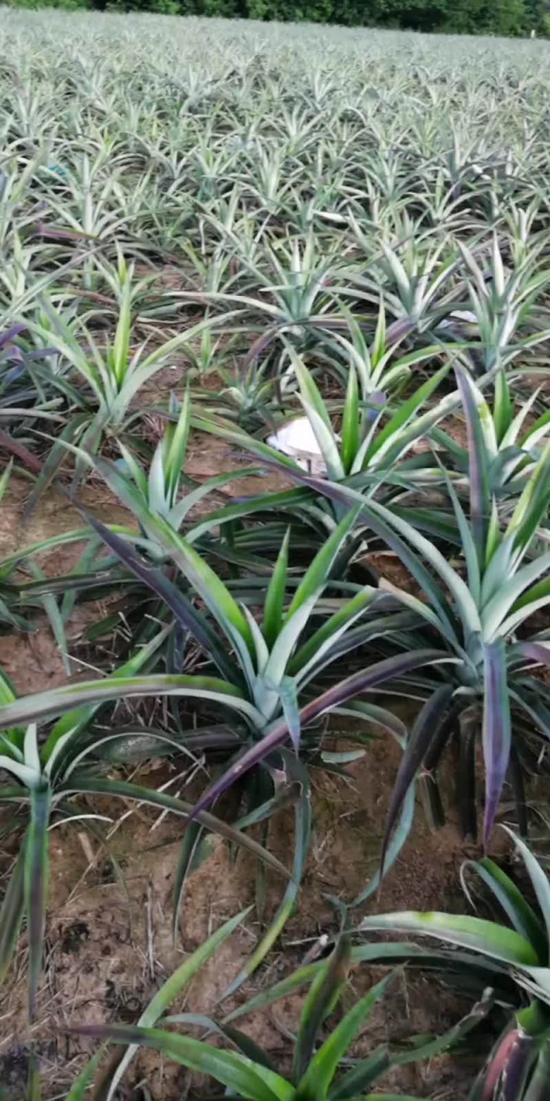 菠萝苗
