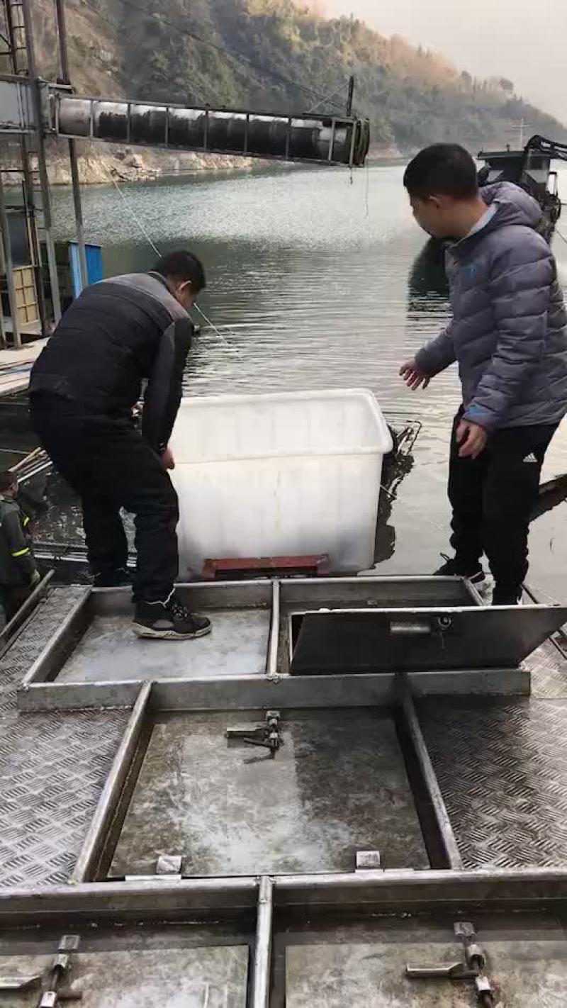 黑龙江杂交鲟