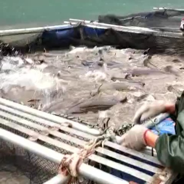 黑龙江杂交鲟