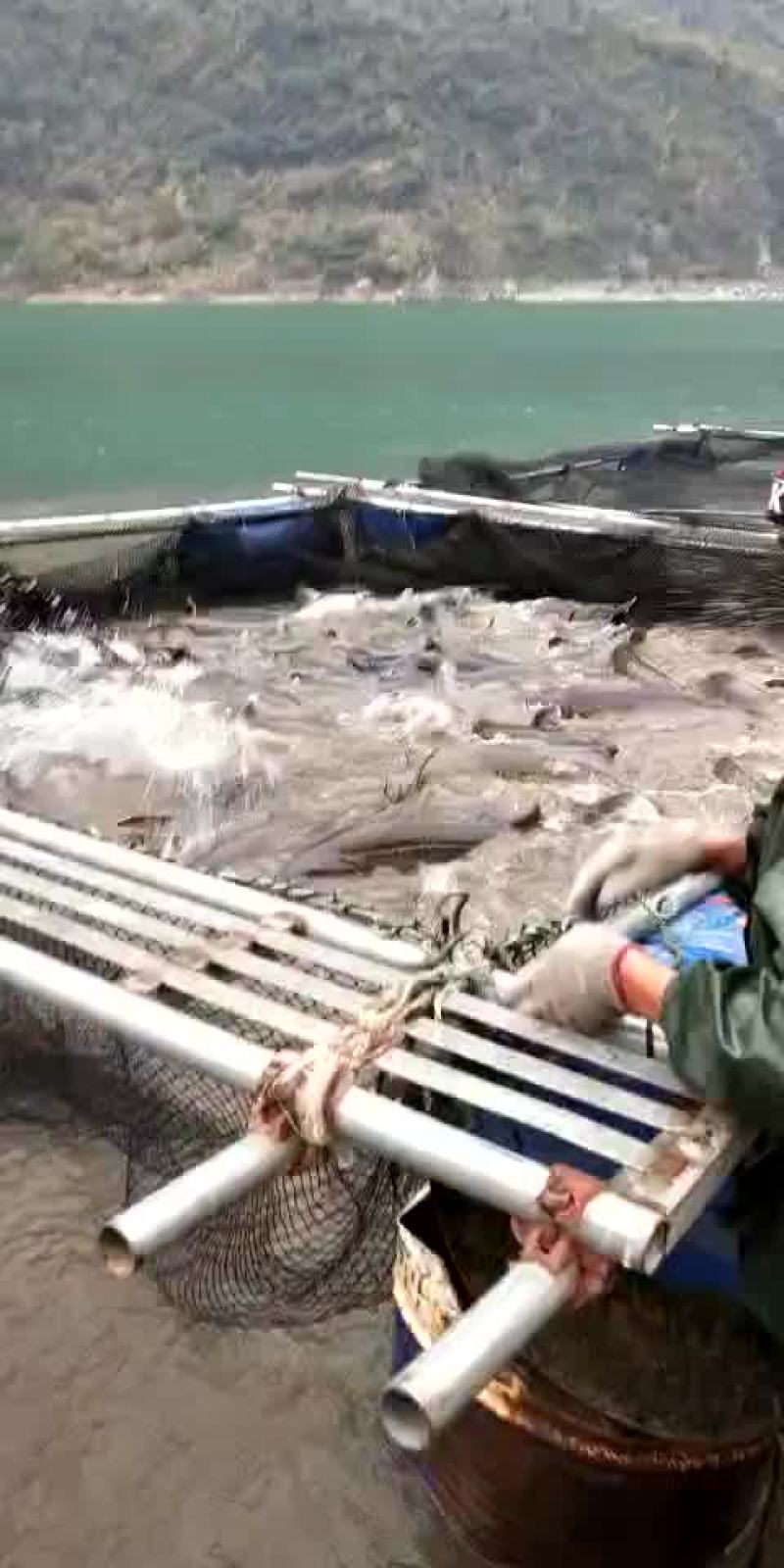 黑龙江杂交鲟