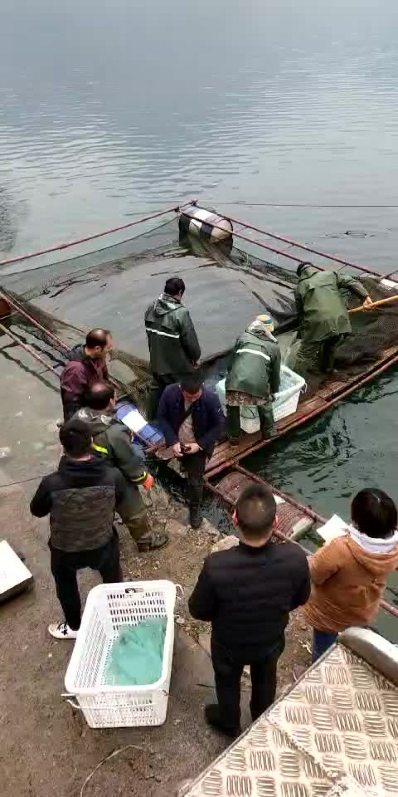 青鱼