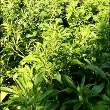 白术种苗基地