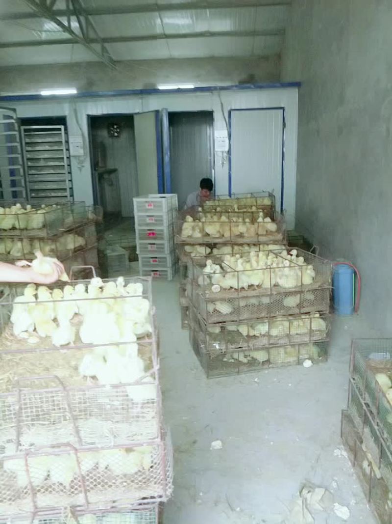 出售鹅苗