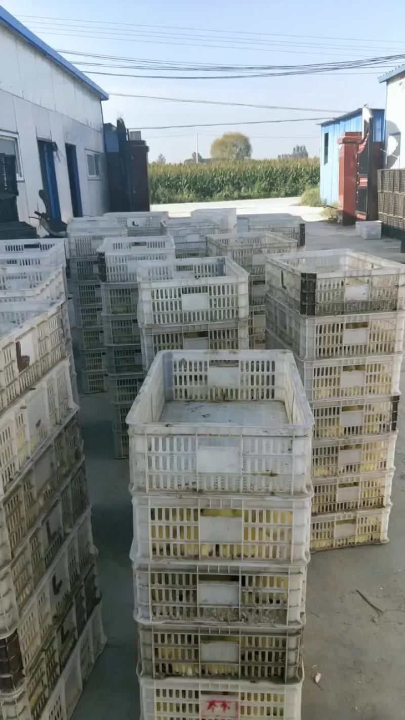 出售鹅苗