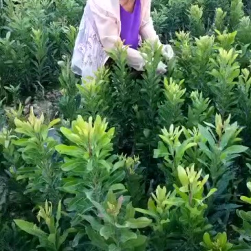 杨梅树苗