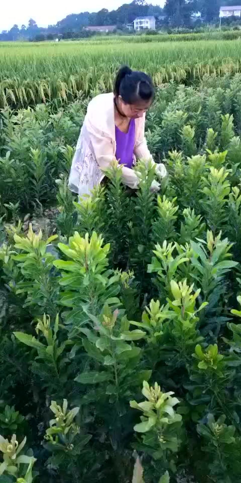 杨梅树苗