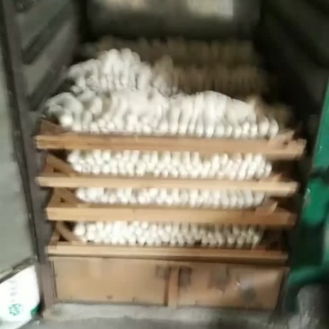 主营竹荪菇食用菌类干货