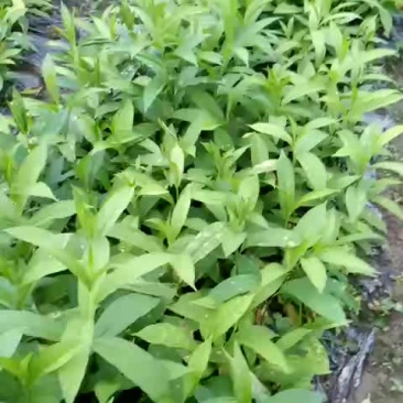 黄花倒水莲，规格。30一60公分，