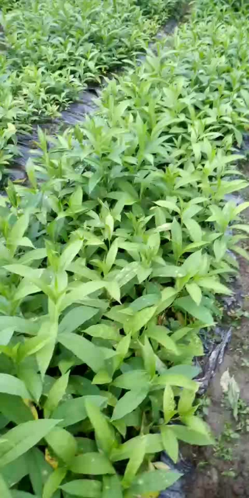 黄花倒水莲，规格。30一60公分，