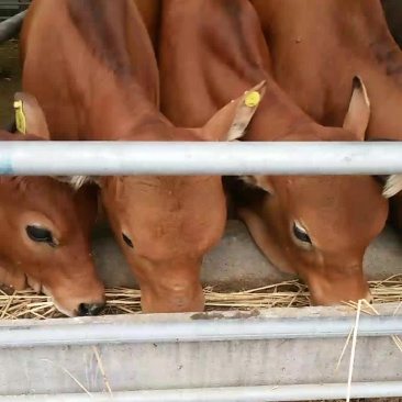 黄牛犊,肉牛,屠宰牛,西门塔尔牛犊价格多少钱一头