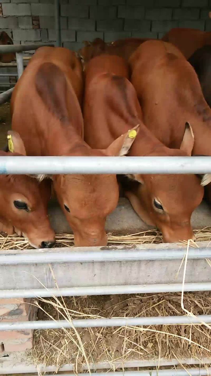 黄牛犊，肉牛，屠宰牛，西门塔尔牛犊价格多少钱一头