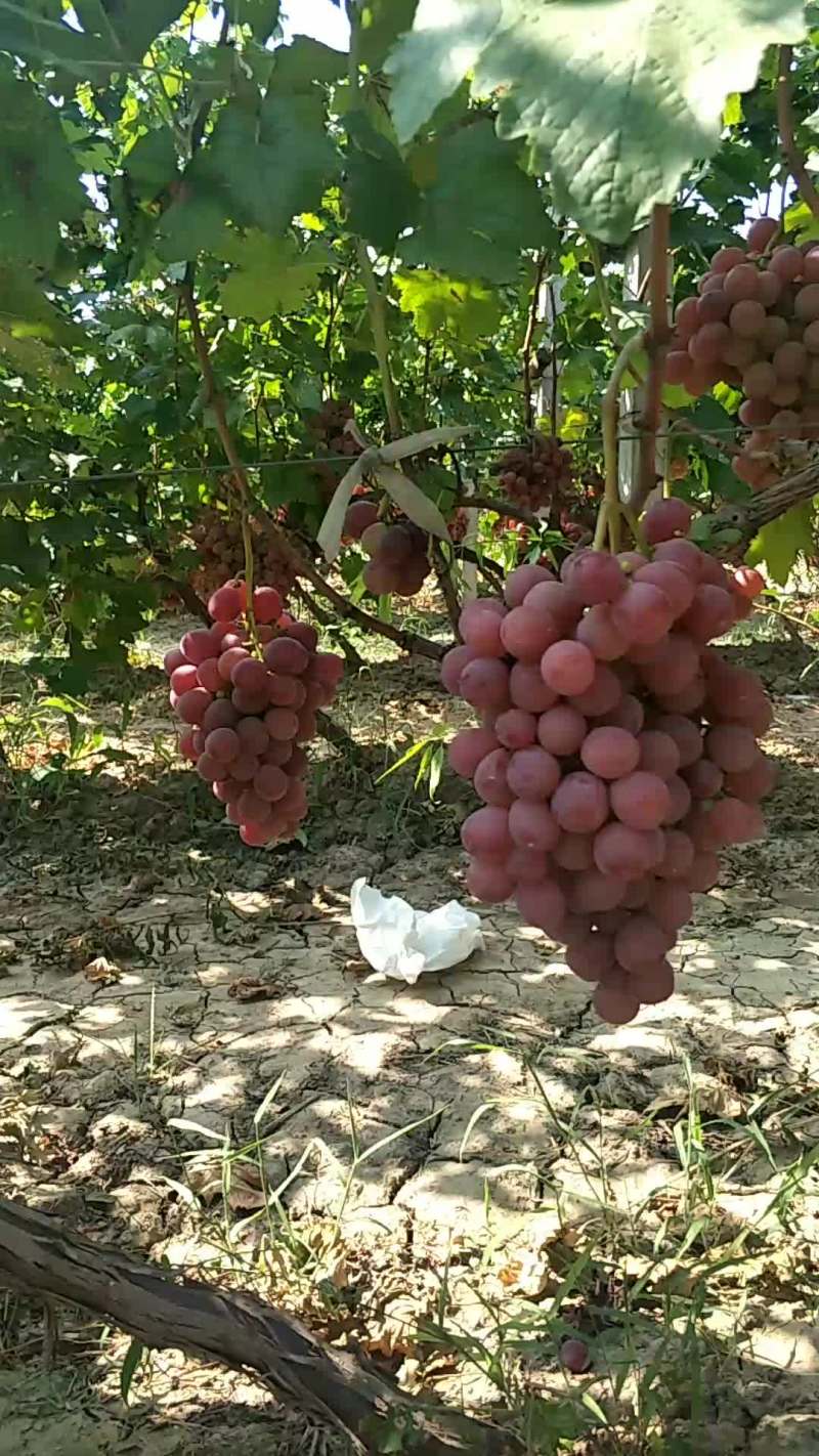 红提葡萄