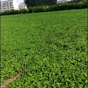 丹参苗