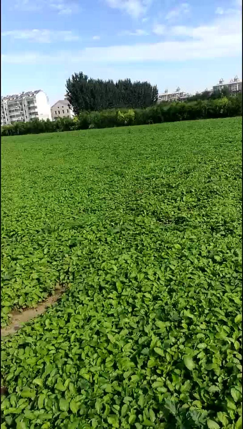 丹参苗