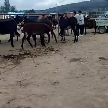 代收肉驴