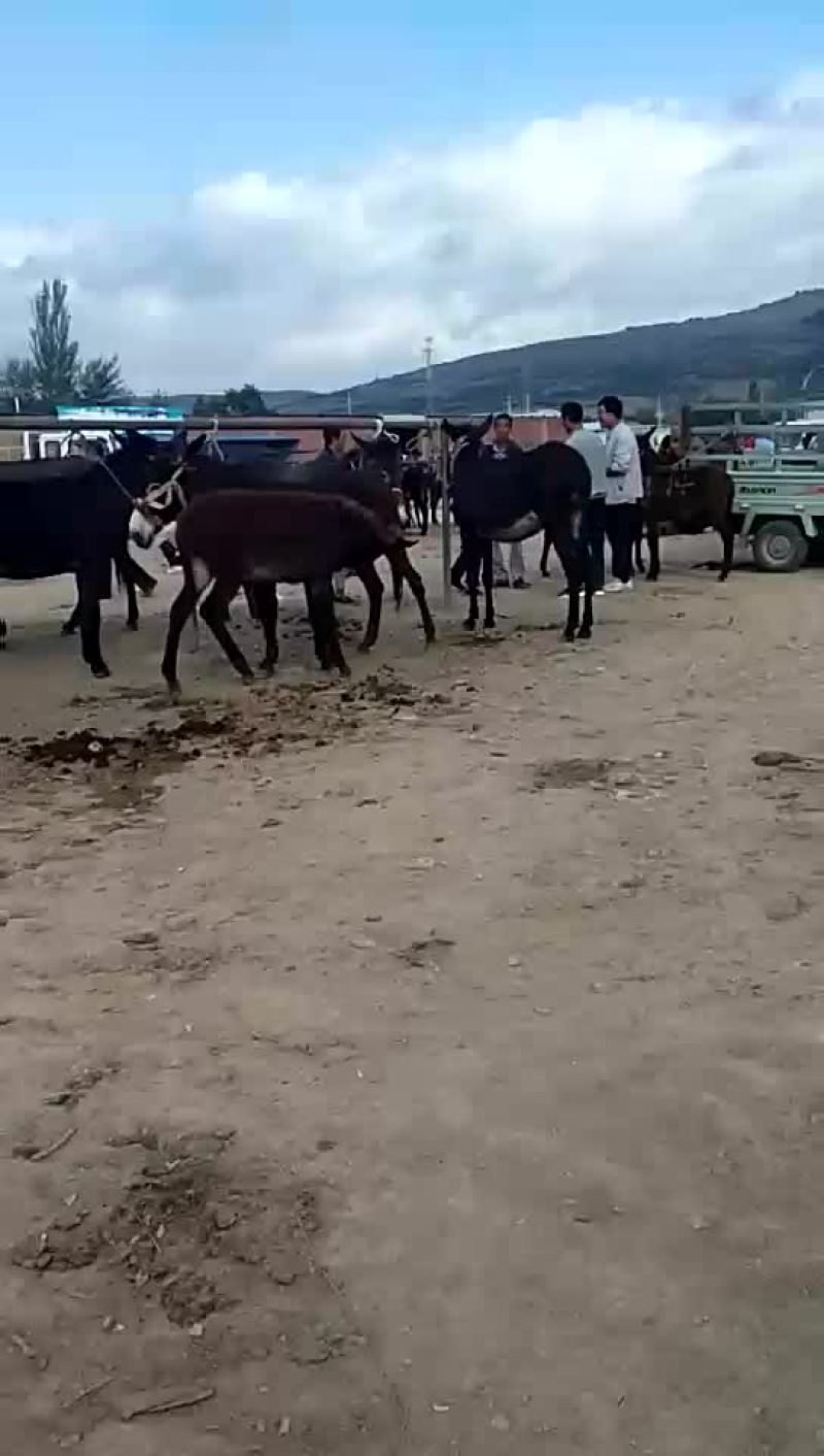 代收肉驴
