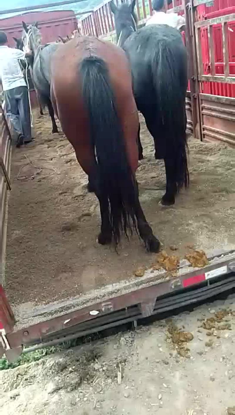 代收肉驴
