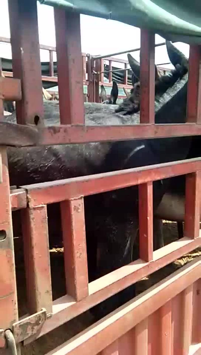 代收肉驴