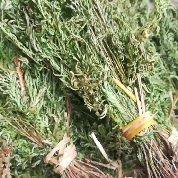 金花草，石上柏，地柏枝，兖州卷柏。