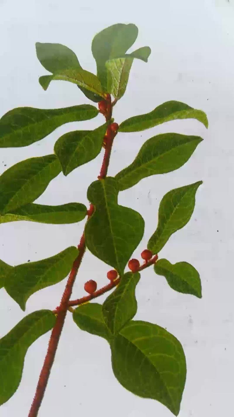牛奶根