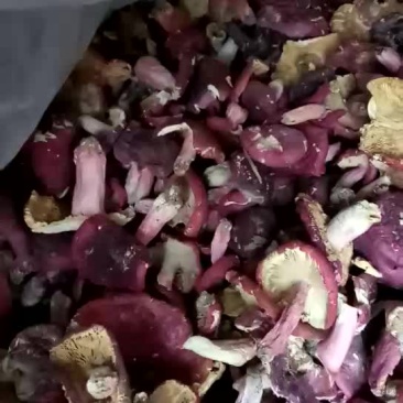 红菇
