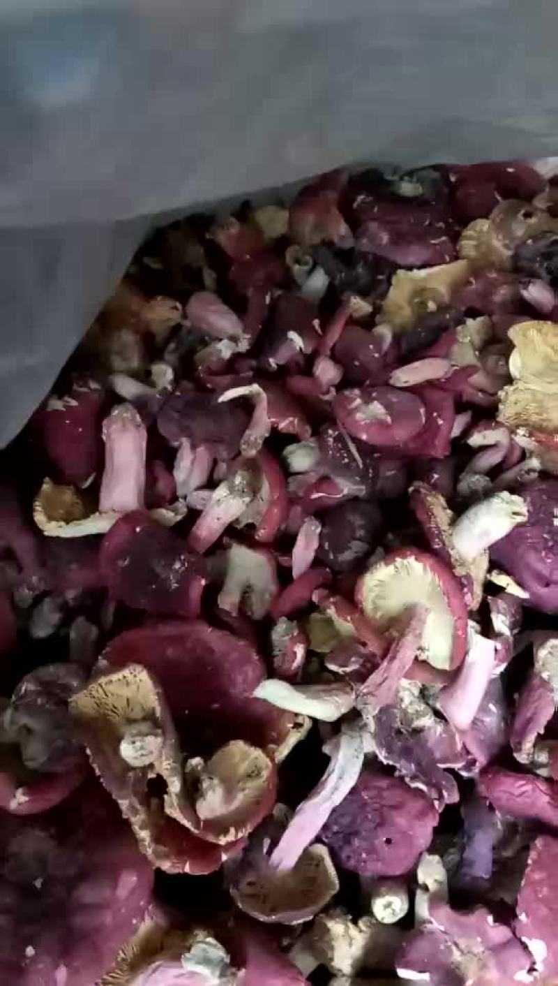 红菇