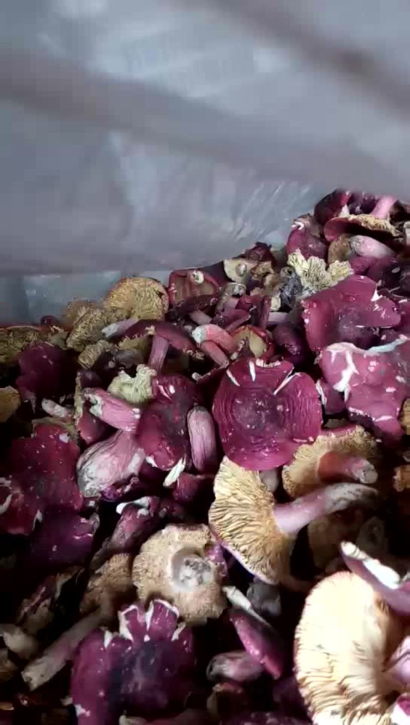 红菇