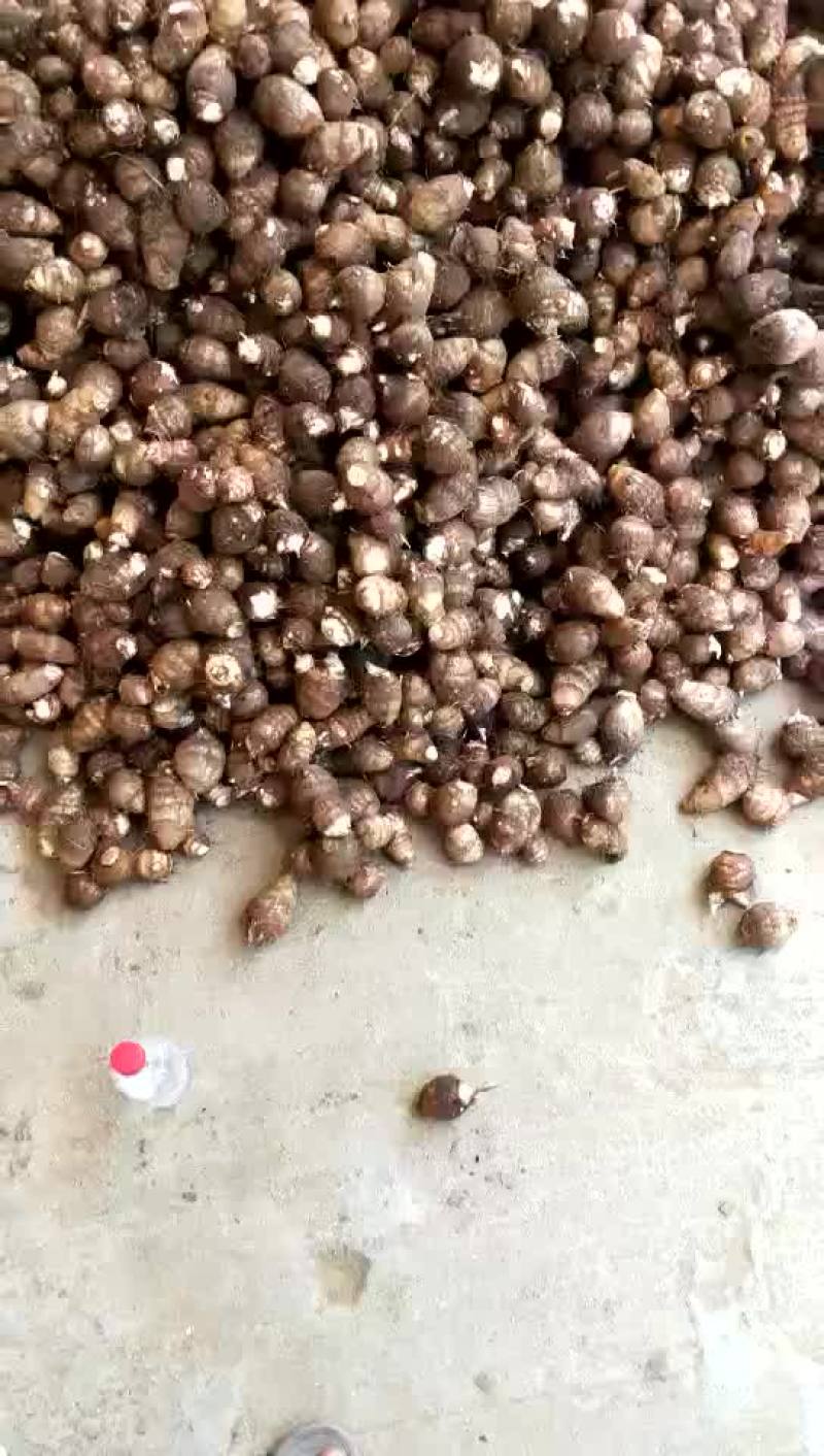 毛芋头，大球，中球，小球，支持全国发货。