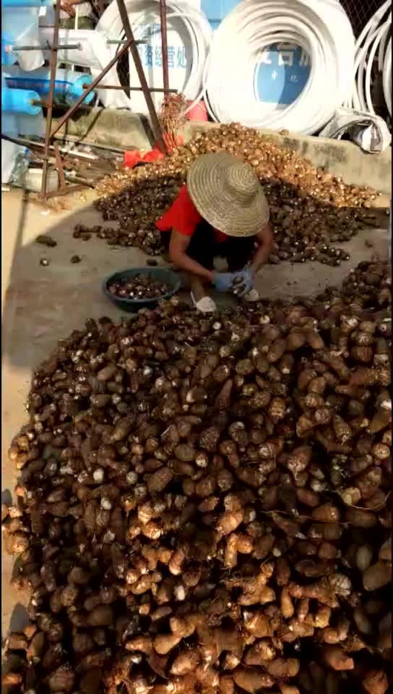 毛芋头，大球，中球，小球，支持全国发货。