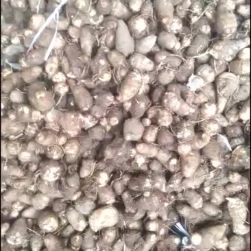 毛芋头，大球，中球，小球，支持全国发货。