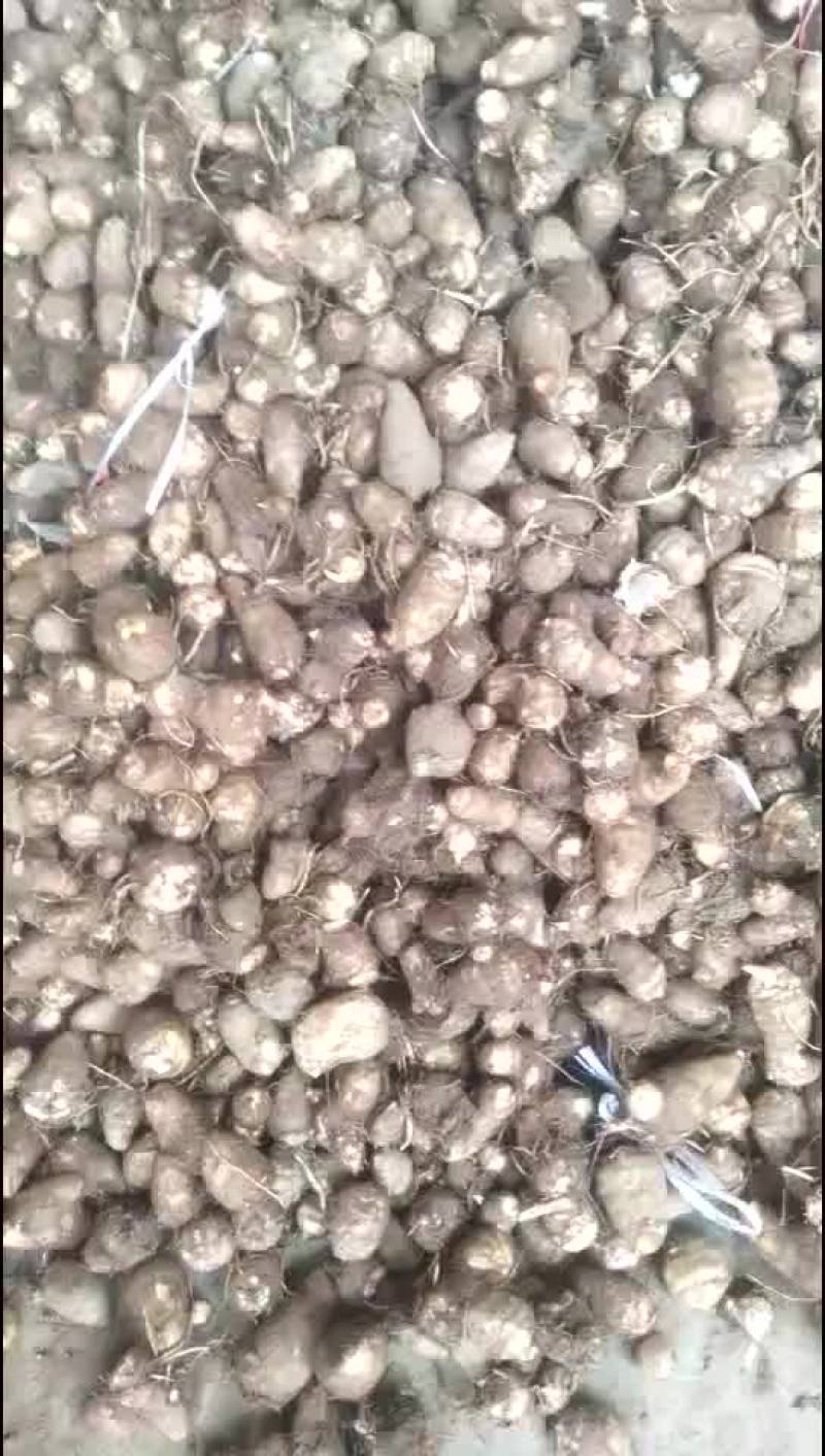 毛芋头，大球，中球，小球，支持全国发货。