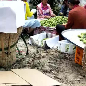 青脆李