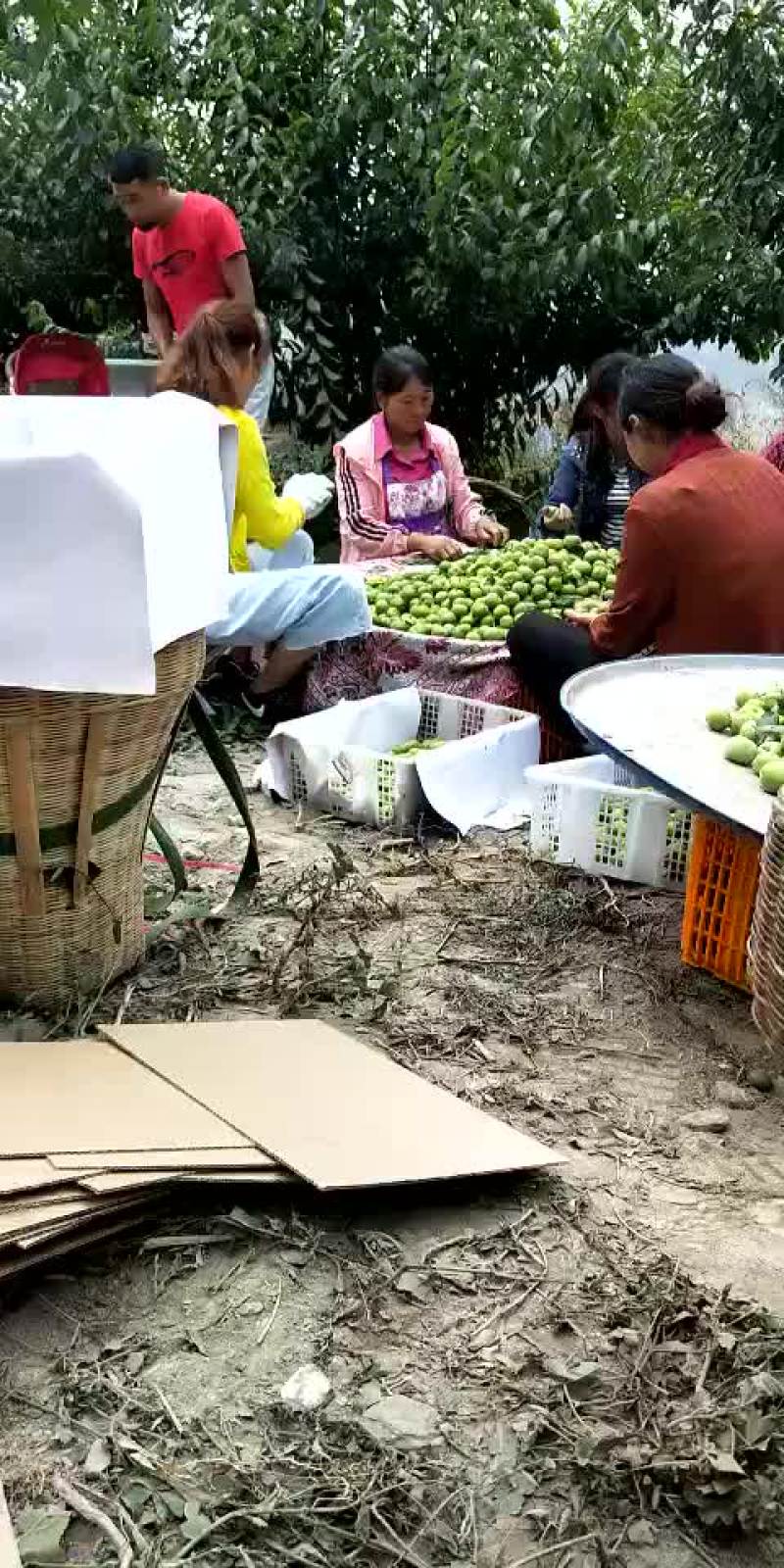 青脆李