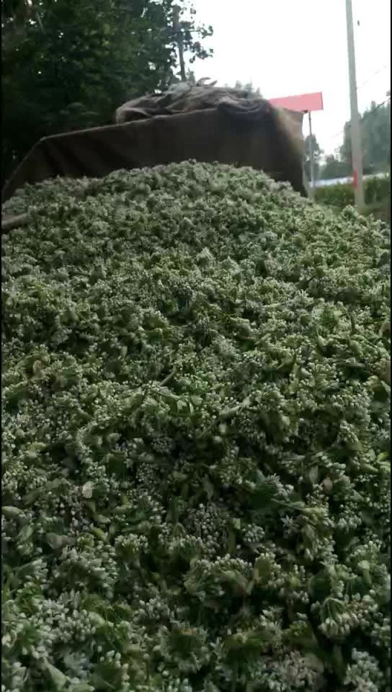 韭花
