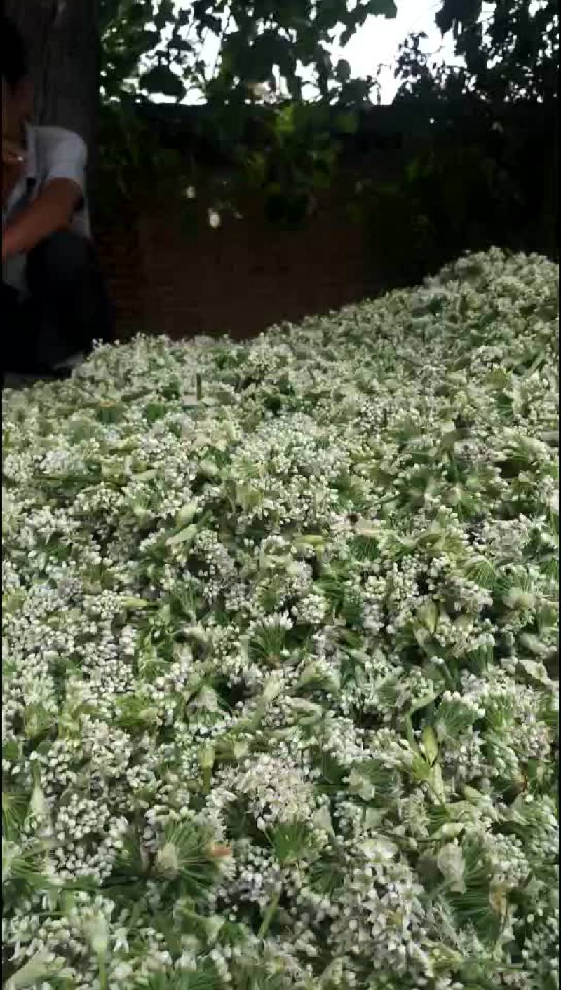 韭花