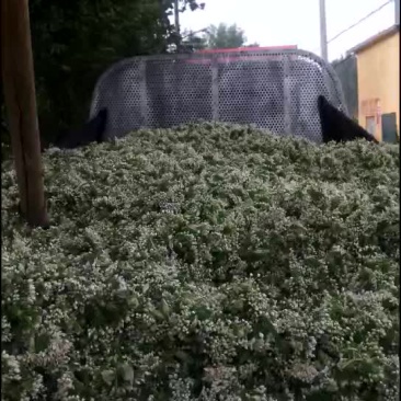 韭花