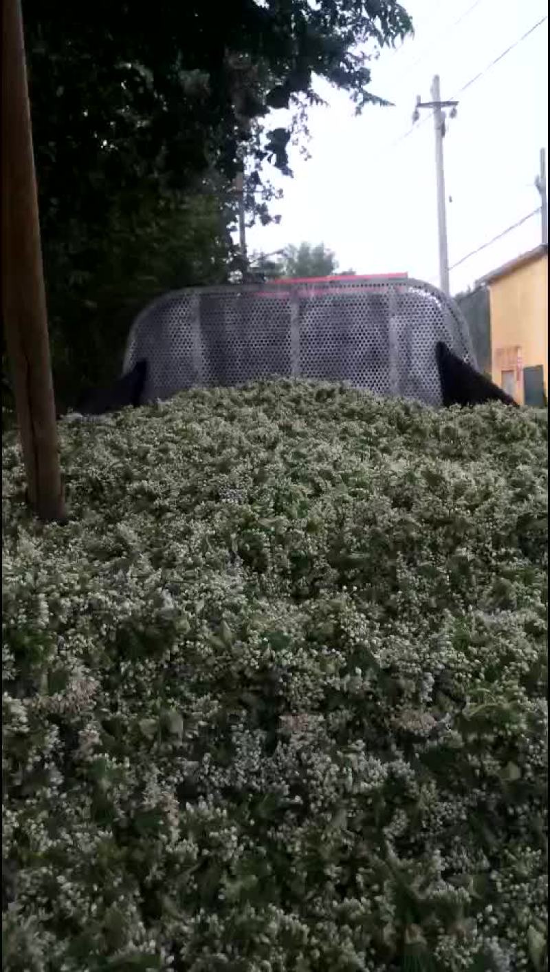 韭花