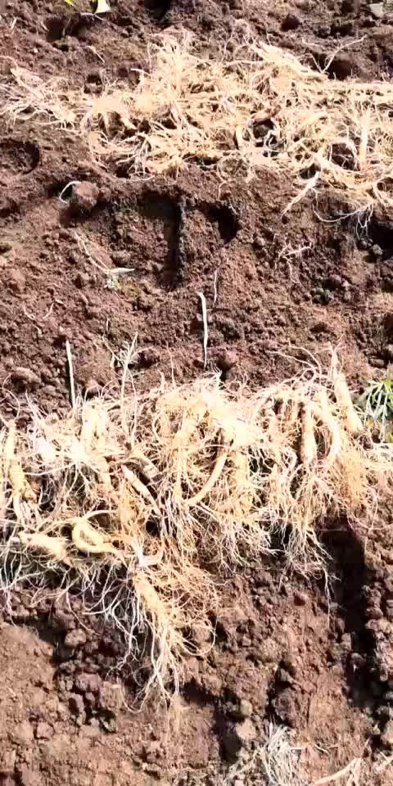 起棒槌