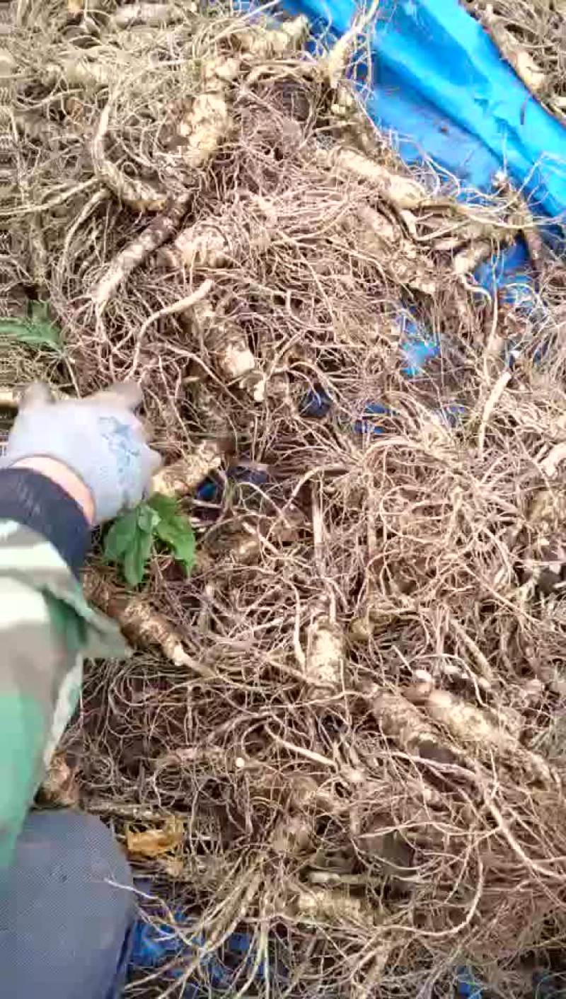 起棒槌