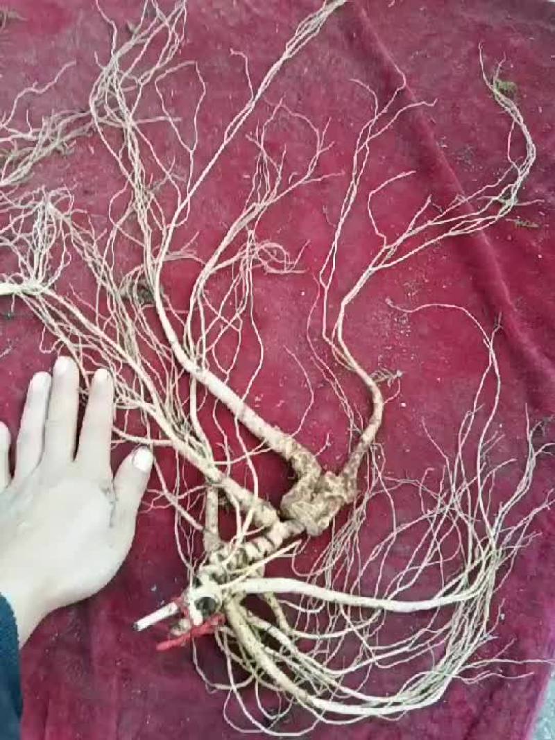 起棒槌