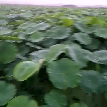 藕种
