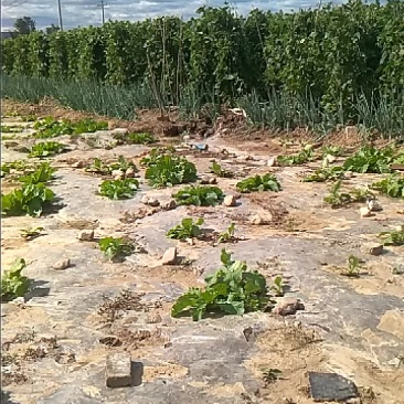 预售架豆角豆王
