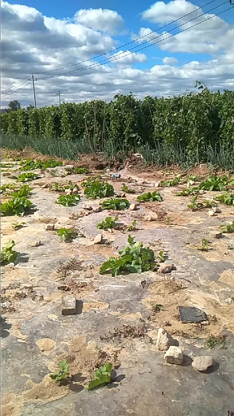 预售架豆角豆王