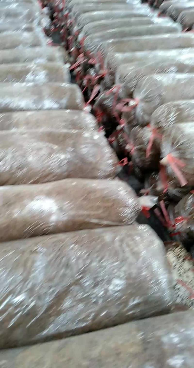 菌棒出售